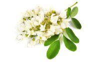 خواص، رایحه و نت بوی عود یاس
