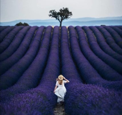مزرعه لوندر فرانسوی اسطوخودوس